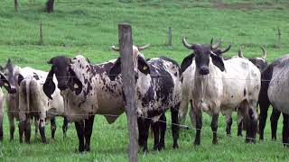 RANCHO NUEVA ITALIA, CRIADOR DE SARDO NEGRO, BRAHMAN ROJO, GUZERAT, NELORE PINTADO Y LONGHORN.