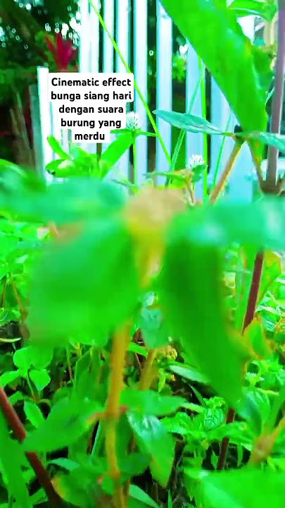 Cinematic effect bunga siang hari dengan suara burung merdu