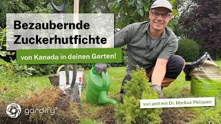 Sugarloaf Spruce Compact Beauty For The Garden And Terrace, Evergreen For Every Season