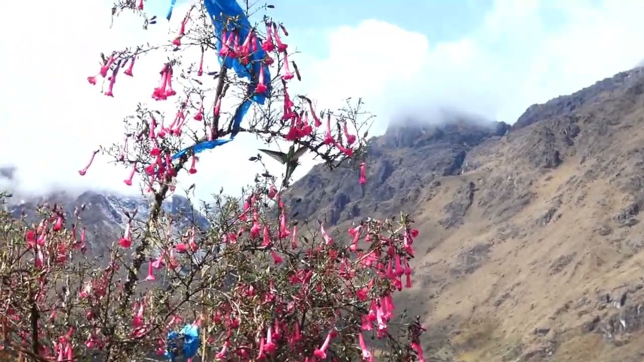 Sword-billed Hummingbird on the Vilcabamba Trek