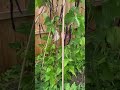 #shorts #home #plants cucumbers organic #healthy