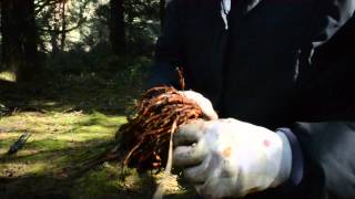 Download Lagu Gathering Spruce Root Download Lagu Gathering Spruce Root