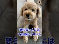 噛む保護犬トイプーのムギ #shorts