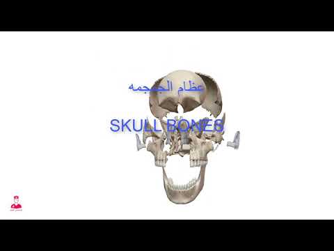 Skull 3D || عظام الجمجمة