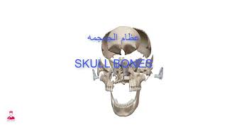 Skull 3D || عظام الجمجمة