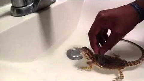¿Debe bañar a su dragón barbudo?