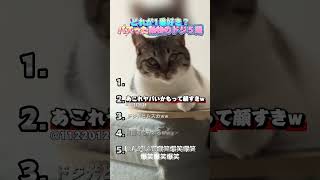 バズった動物のドジ５選！