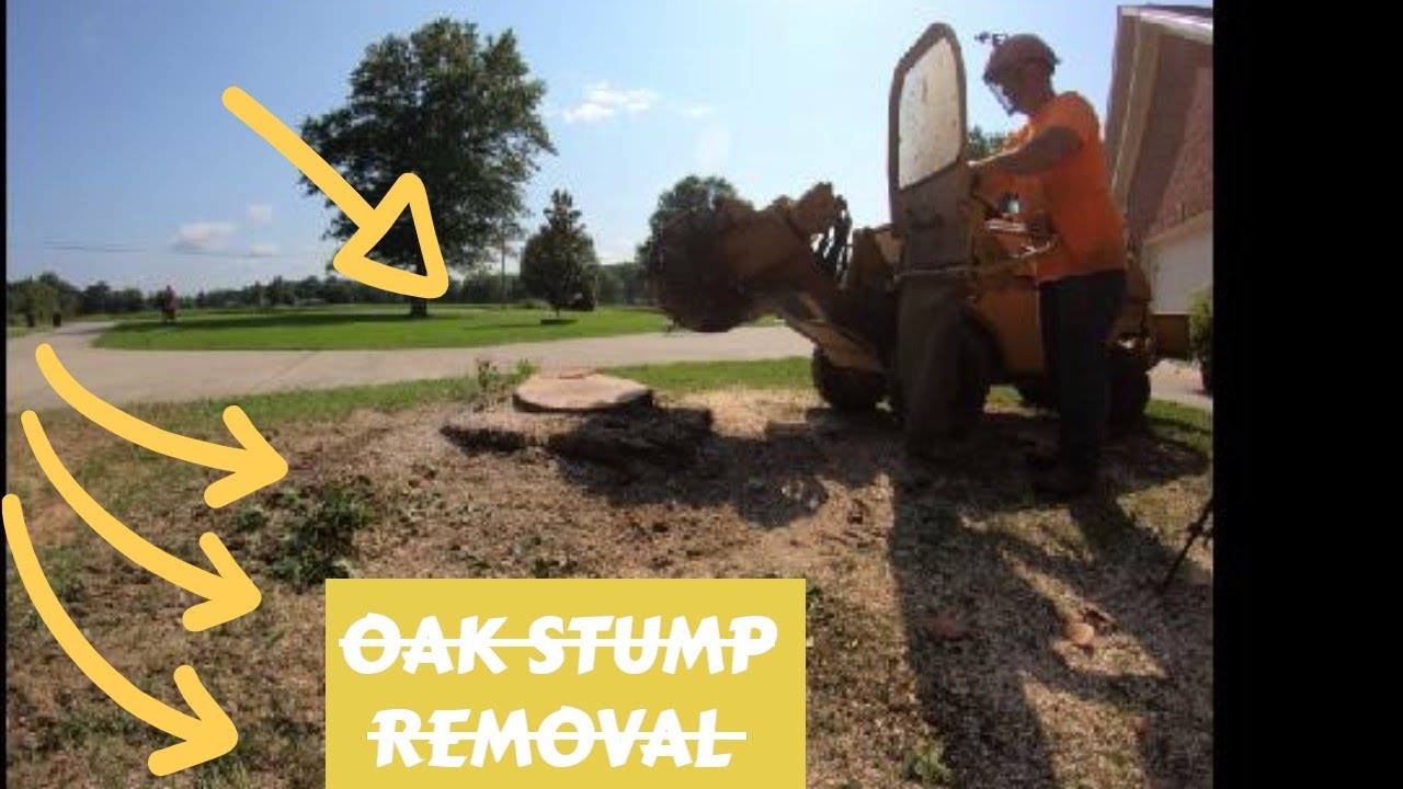 Tackling an oak tree and grinding two stumps with the Rayco Rg50 - YouTube