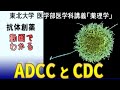 東北大学医学部薬理学講義シリーズ・抗体創薬−３：ADCCとCDC