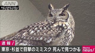 杉並区のミミズク死んで見つかる 飼い主 の元へ 19 02 25 Youtube