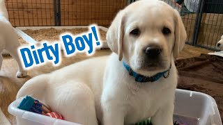 PUPPYs FIRST BATH Lab Puppy Zeus in the big boy tub - SO Adorable