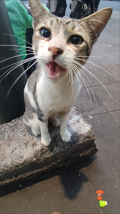 Menangis Mujaer Minta Makan #bismillah #kucing #mujaer #shortsfeed #shortvideo #shorts #fyp #cat