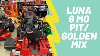 Luna 6 Month Old Den Retriever Pit Bull Mix 1 Week Freedom Board And Train Obedience