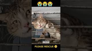 Kawawang Pusa Naipit Ang Ulo