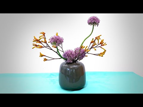 Video: Dolerio medis: žydėjimas, gėlių nuotrauka, augalo aprašymas, priežiūros ypatybės, patyrusių gėlių augintojų patarimai