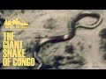 Seorang kolonel memotret ular raksasa dengan panjang lebih dari 50 meter the giant snake of congo