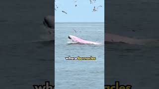 Why DON'T barnacles attach to killer whales? #shorts