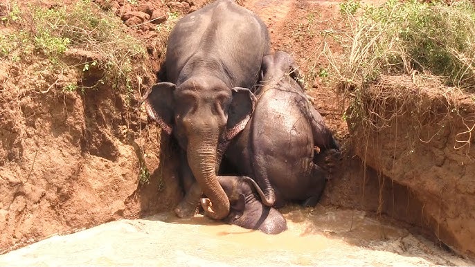 Elephant Mom Crying for Help Leads Rescuers To Her Trapped Baby | The Dodo  - YouTube