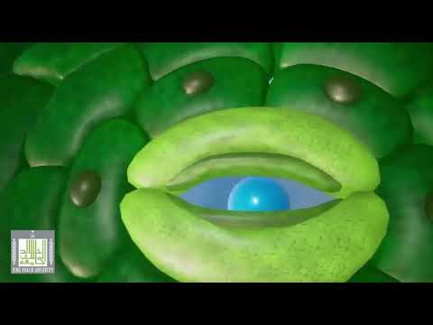 النقل في النبات للصف الخامس الابتدائي الترم الأول المنهج الجديد