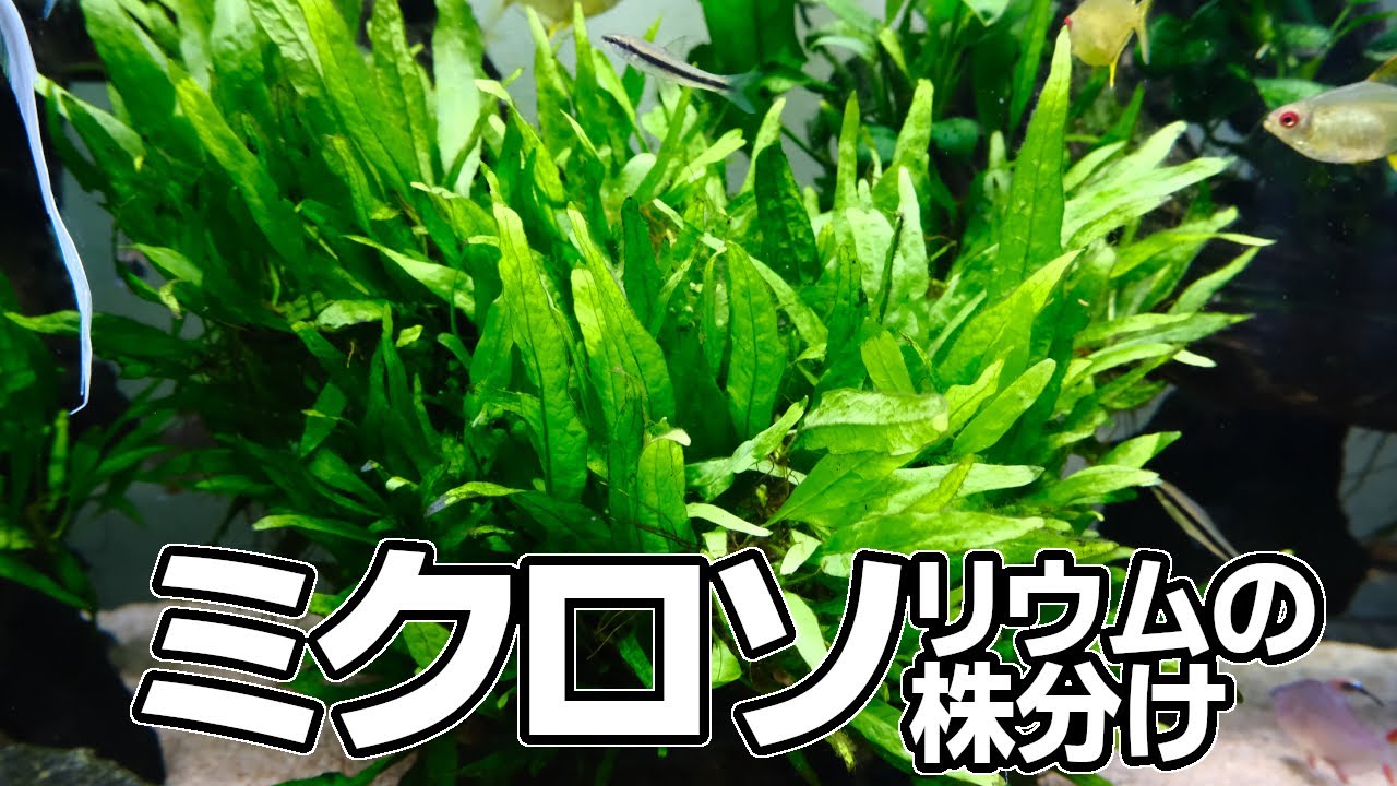 子株が増え過ぎたミクロソリウムを株分けしてみる