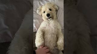 🌧️🌧️🦋🦋🩵🩵 #pamperedpets #rainydayvibes #havanesedog #fluffydog #fyp