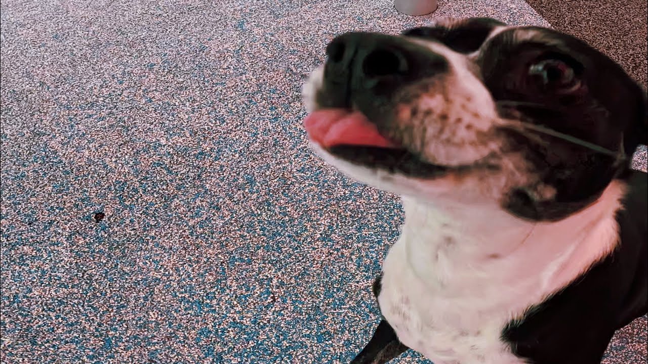 Misty Morning at Encinitas Community Park | Oreo Outings | Walking Tour