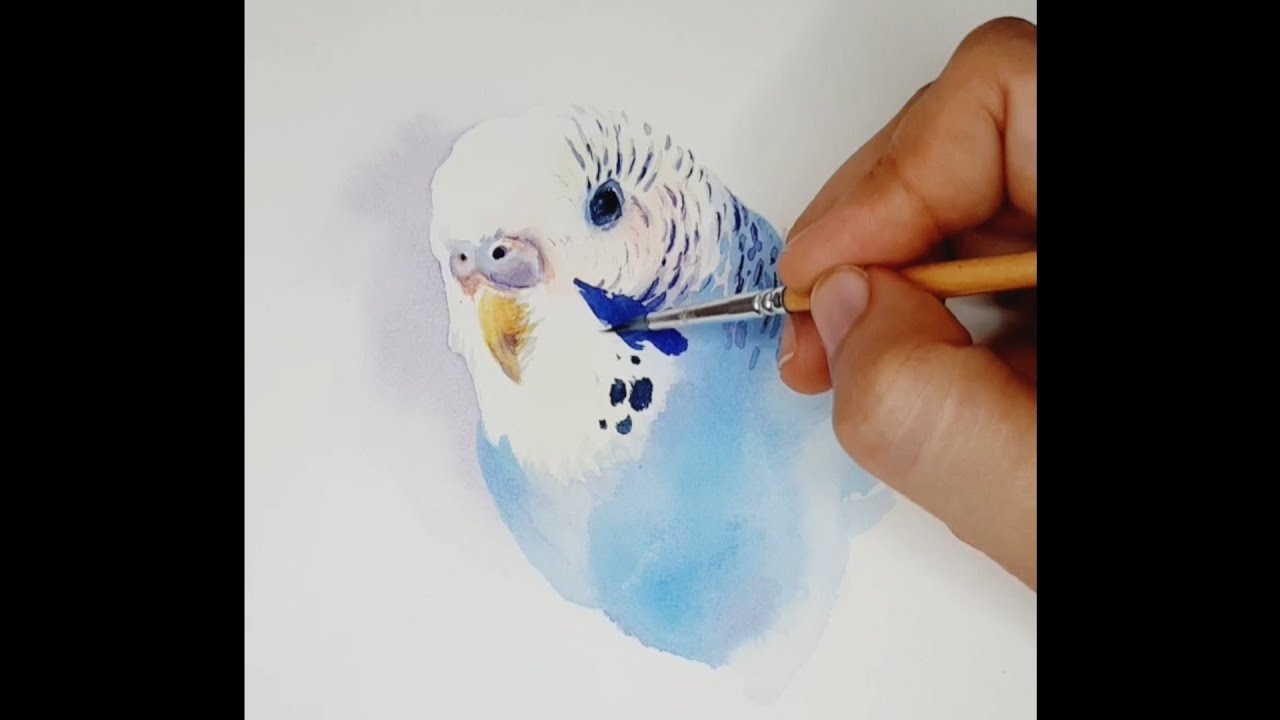 Blue parakeet (or budgerigar) watercolor time-lapse