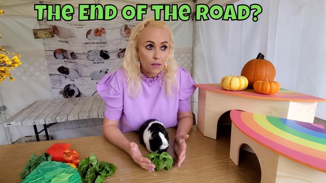 When Do You Decide the End is Near for Your Guinea Pig?