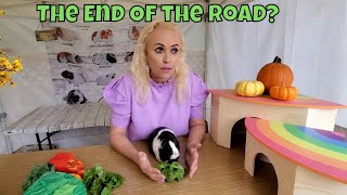 When Do You Decide the End is Near for Your Guinea Pig?