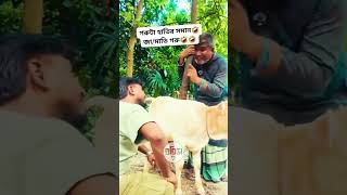 গরুটা কিন্তু হাতির সমান,জা/মাতি গরু#follower #ঈদুলআযহা #niceview #highlight