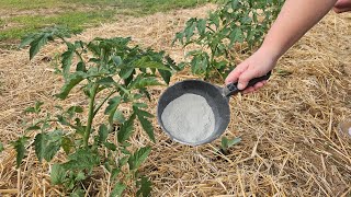 I always use this natural nutrient to feed tomatoes  add it right away