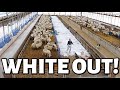 do EWE want to build a snowman?☃️ | WHITE OUT CONDITIONS IN THE SHEEP BARN?❄️ | Vlog 513