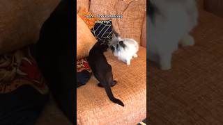 My Cat Met A Bunny W