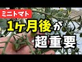 「ここで差がつく！」定植30日後のミニトマト管理