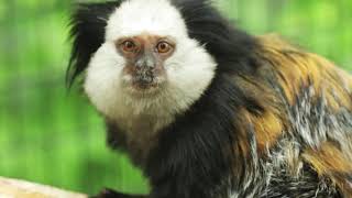 Marmosets and Tamarins at the Trevor Zoo