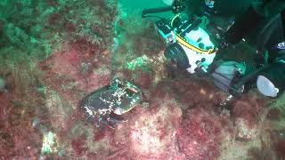 Grumpy Lobster Attacks Underwater Photographer's Camera While Filming-1333520