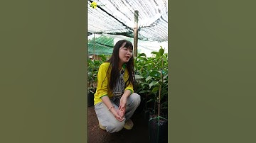 Nên Trồng Măng Cụt Ghép Hay Măng Cụt Hạt #welofarm #welofarmcaygiong #caygiongchatluong