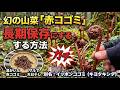 嫁と山菜採りにいって山菜を天日干しにして長期保存することにしました。