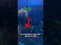 How to treat ich (What are these white spots on my fish?) #fishcare #fishtank #fishcare #aquarium Mp3 Song