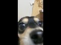 ある一言で態度が急変する犬 #保護犬