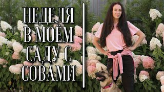 картинка: Одна неделя из жизни моего сада.