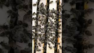 Apiculture pour un apiculteur débutant ??تربية النحل للنحالين المبتدئين ???