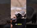 This Is Why The Whole Of AMERICA IS ARGUING Over FLORIDA RELEASING HUNDREDS OF HONEY BADGERS