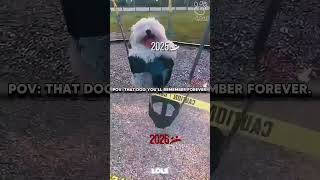that dog you will remember forever #cat #dog #animals #sad #shorts