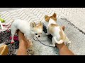腰は振らないけど飼い主の脚に押し付ける犬ｗ