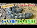 未確認生物!?珍トカゲ登場!(Rottnest Island Shingleback)