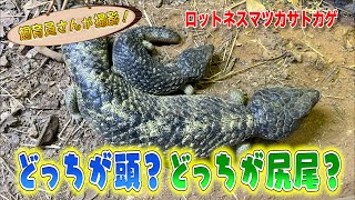 未確認生物！？珍トカゲ登場！（Rottnest Island Shingleback）