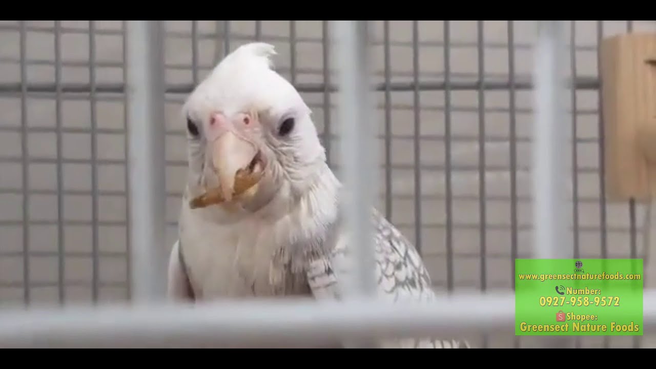 Greensect dried mealworms: All-natural and high protein bird food 💚💛