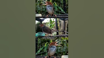 prenjak jantan memanggil betina #birds #burung #suaraburung #prenjak #prenjakgacor #tweet #2022