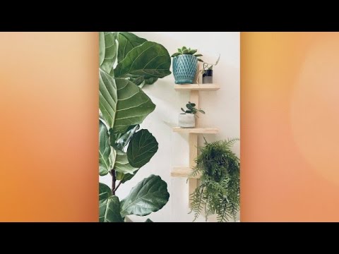 This DIY Wooden Wall Plant Rack Will Liven Up Your Living Space— For Less Than $10 | Rachael Ray Show